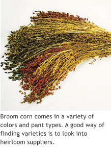 Broom corn comes in a variety of colors and pant types. A good way of finding varieties is to look into heirloom suppliers.